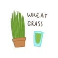 Wheat grass superfood.
