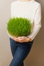 Wheat grass. Urban cultivation and gardening. Royalty Free Stock Photo