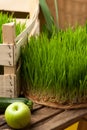 Wheat grass. Urban cultivation and gardening. Royalty Free Stock Photo