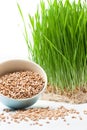Wheat grass and wheat Royalty Free Stock Photo