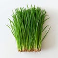 Wheat grass