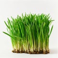 Wheat grass