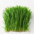 a few strands of fresh cut wheat grass Royalty Free Stock Photo