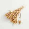 a few strands of fresh cut wheat grass Royalty Free Stock Photo