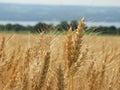Wheat grain heads with beard spikes overlooking Seneca Lake in N