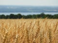 Wheat grain heads bake in the sunshine and hot weather