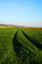 Green wheat field, in the west of Romania, Europe Royalty Free Stock Photo