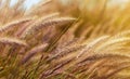 Wheat in the wind at nice evening sun light