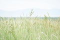 Wheat and grasses growing in front of skyline. Royalty Free Stock Photo