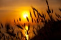 Wheat on a great summer sunset Royalty Free Stock Photo