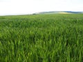 Wheat green field and beautiful countryside scener Royalty Free Stock Photo