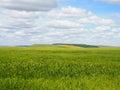 Wheat green field and beautiful countryside scener Royalty Free Stock Photo