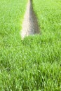 Wheat green field with a ditch, for collecting water, at the center - Image with copy space (Tuscany - Italy) Royalty Free Stock Photo