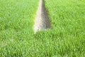 Wheat green field with a ditch, for collecting water, at the center - Image with copy space Tuscany - Italy Royalty Free Stock Photo