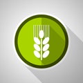 Wheat green vector icon, flat design harvest symbol