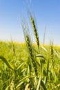 Wheat growing