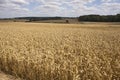 Wheat growing on an English farm