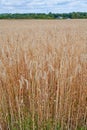 Wheat growing on a farm with blue cloudy sky and trees in the distance. Landscape of golden corn field or cultivated Royalty Free Stock Photo