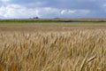 Wheat growing in field