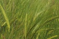 Wheat growing in a field Royalty Free Stock Photo