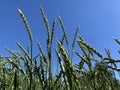 Wheat growing in a field