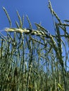 Wheat growing in a field