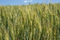 Wheat growing in a field