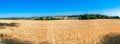 Wheat growing on the field