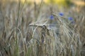 Wheat growing near Potzbach, Germany Royalty Free Stock Photo