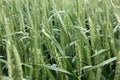 Wheat growing