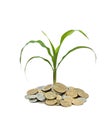 Wheat growing from pile of coins Royalty Free Stock Photo