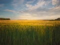 wheat grown on the field