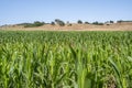 Wheat grown in the field is green and fried