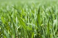 Wheat grows in a field. Closeup leaves.