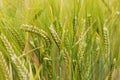 Wheat grows on the field