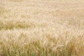 Wheat grows in the field