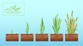 Wheat growth cartoon flat vector illustration concept. Ecological bioproducts and technologies