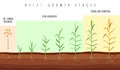 Wheat growth stages. Cereals crop maturation process, spikelet development steps, seeds and green plant, grain