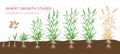 Wheat growth stages from seed to ripe plant infographic elements isolated on white background. Wheat growing vector