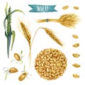 Wheat, hand-painted watercolor set Royalty Free Stock Photo