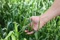 Wheat on hand. Plant, nature, rye. Crop on farm. Stem with seed for cereal bread. Agriculture harvest growth.  Wheat sprouts in a Royalty Free Stock Photo