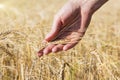 Wheat on hand. Plant, nature, rye. Crop on farm. Stem with seed for cereal bread.