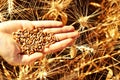 Wheat in hand Royalty Free Stock Photo