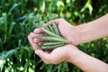 Wheat in a hands. Farmer with wheat in hands. Wheat ears in farmer hands close up. Plant, nature, rye. Crop on farm. Stem with see Royalty Free Stock Photo