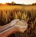 Wheat in the hands of men on the background field Royalty Free Stock Photo
