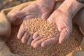 Wheat and hands of the old farmer Royalty Free Stock Photo