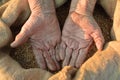 Wheat and hands of the old farmer Royalty Free Stock Photo