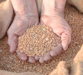 Wheat and hands of the old farmer Royalty Free Stock Photo