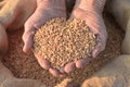 Wheat and hands of the old farmer Royalty Free Stock Photo