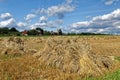 Wheat Harvest on an Amish Farm Royalty Free Stock Photo